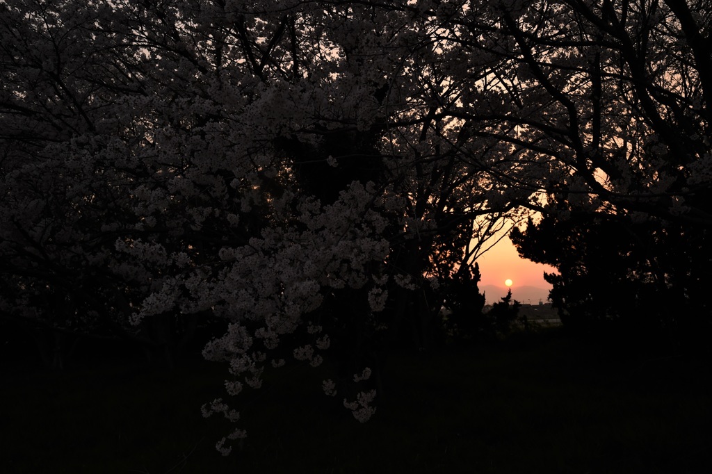 桜花夕景