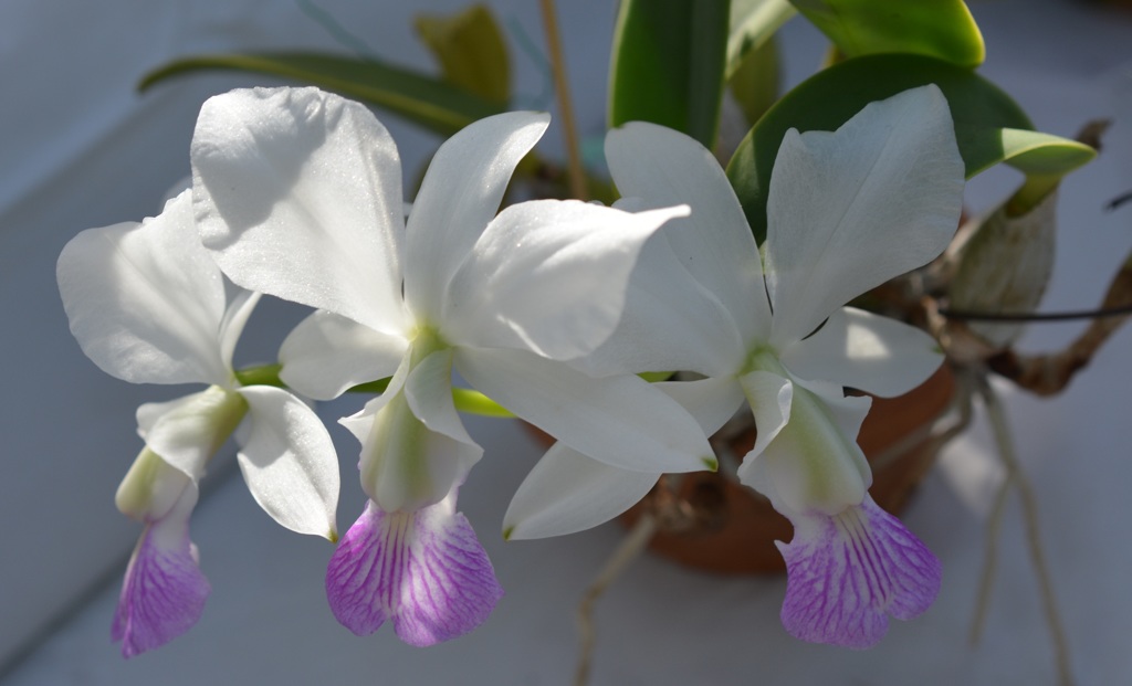 洋らんﾌｪｱ３