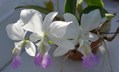 洋らんﾌｪｱ３