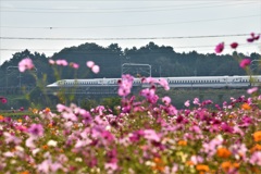 秋桜新幹線