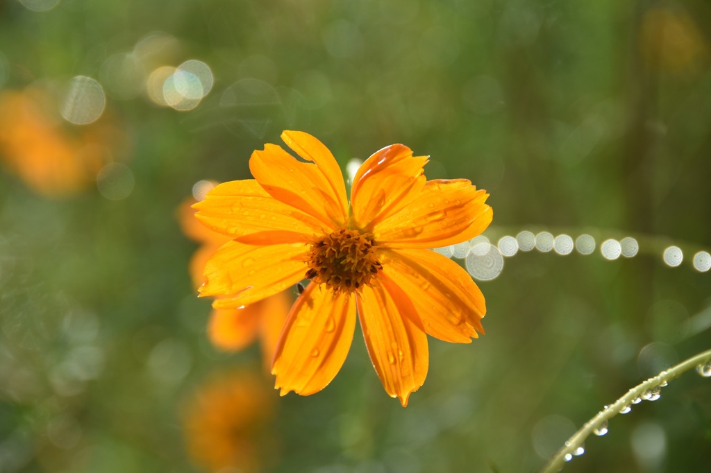 コスモス（黄）