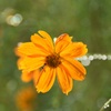コスモス（黄）