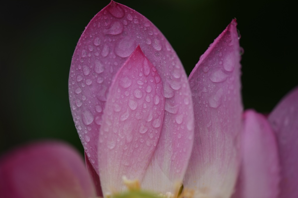 雨に詩う2