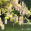 池のほとり・・・