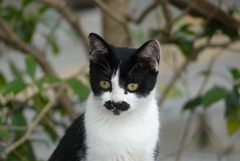 吾輩は猫である