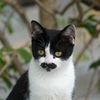 吾輩は猫である