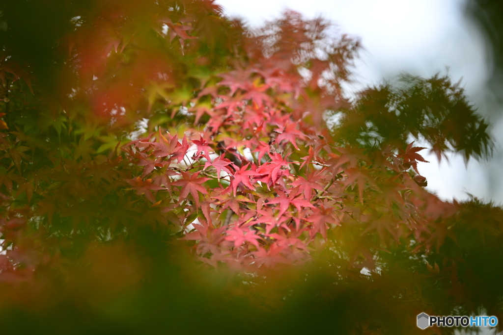 群紅色