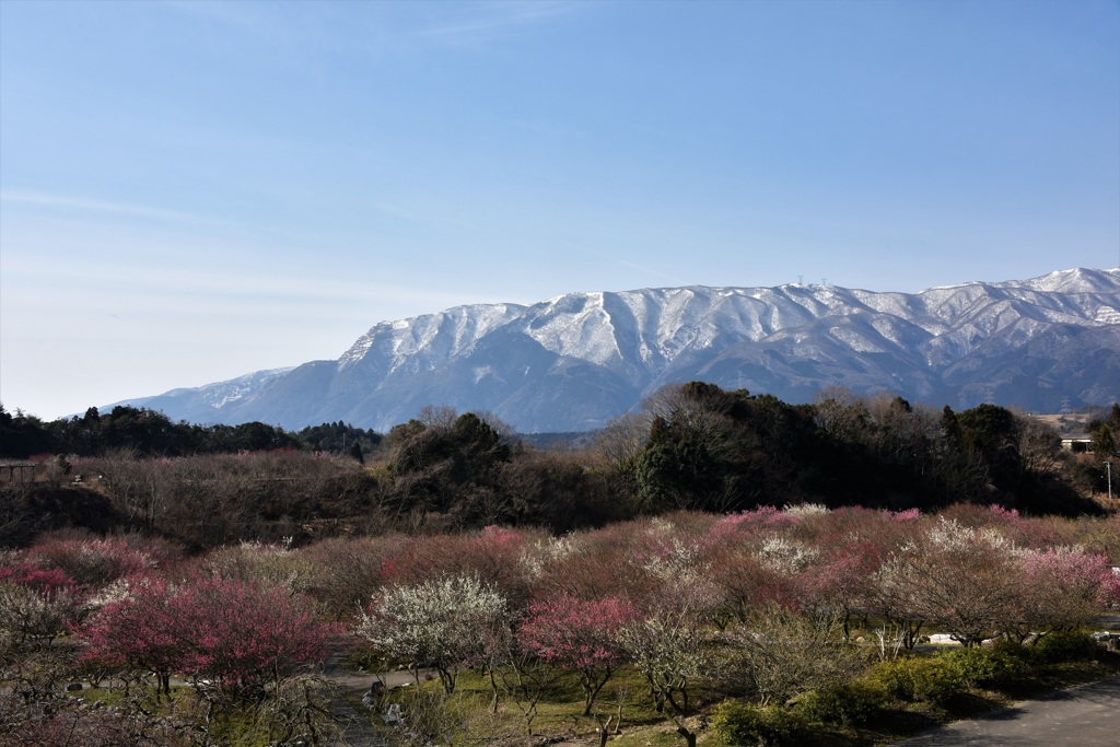 いなべ梅林公園