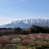 いなべ梅林公園