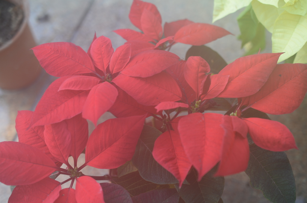 ﾌｧﾝﾀｼﾞｱ