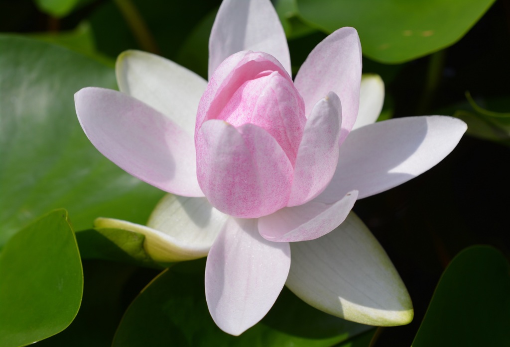 うっすらﾋﾟﾝｸ！