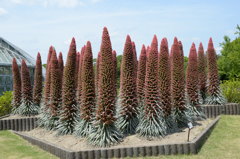 ｴｷｳﾑ・ｳｨﾙﾄﾞﾌﾞﾚｯﾃｨ