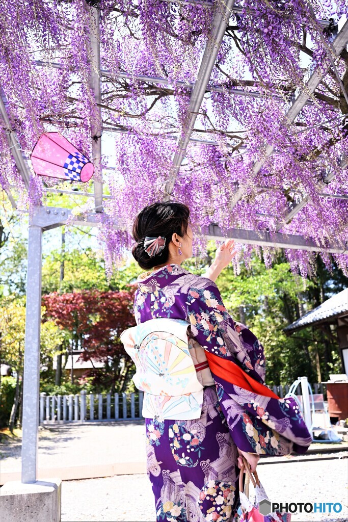 風　香る藤の花