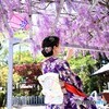 風　香る藤の花