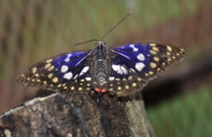 ｵｵﾑﾗｻｷ蝶１