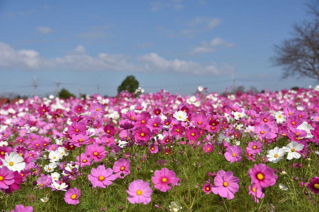 秋空とコスモス１