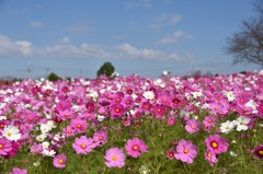 秋空とコスモス１