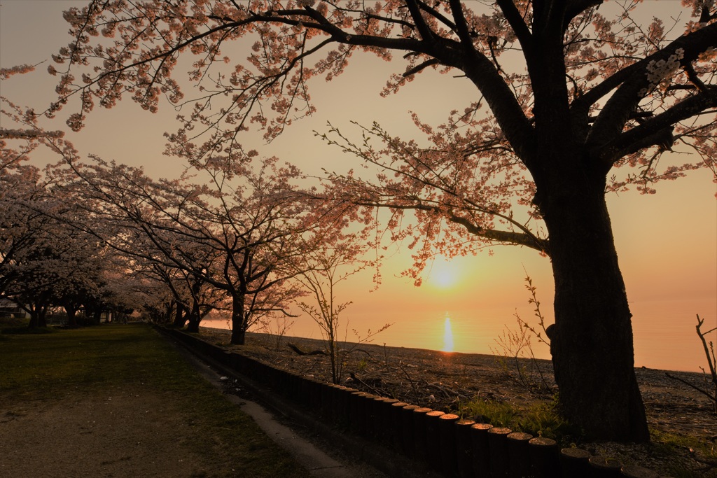 桜トンネル夕焼けの