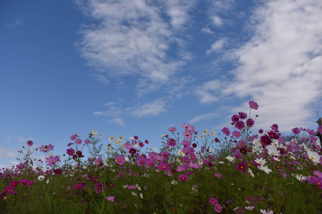 秋空とコスモス２