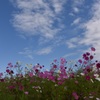 秋空とコスモス２