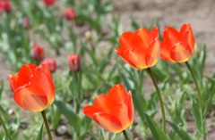 ｸﾘｽﾀﾙｸﾞﾗｽで乾杯！