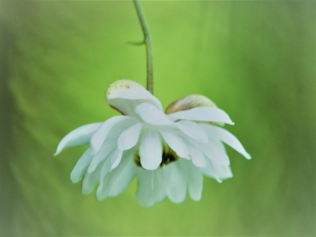 八重の憂い・・・