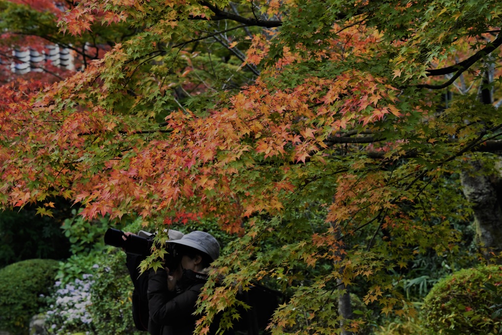 紅葉を狙う！