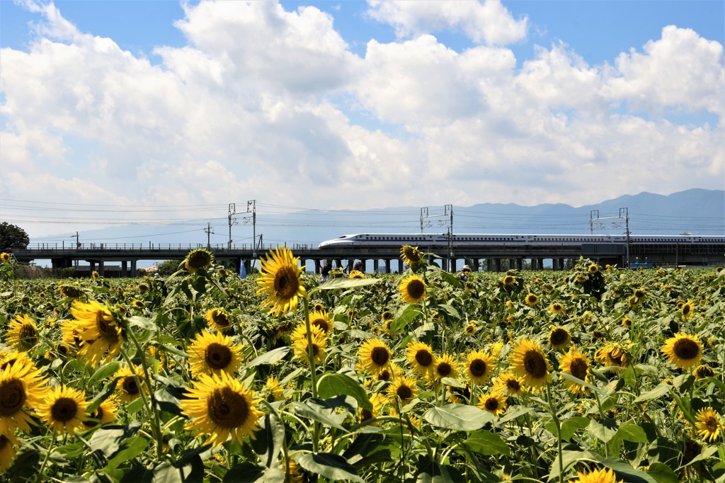 夏の思い出