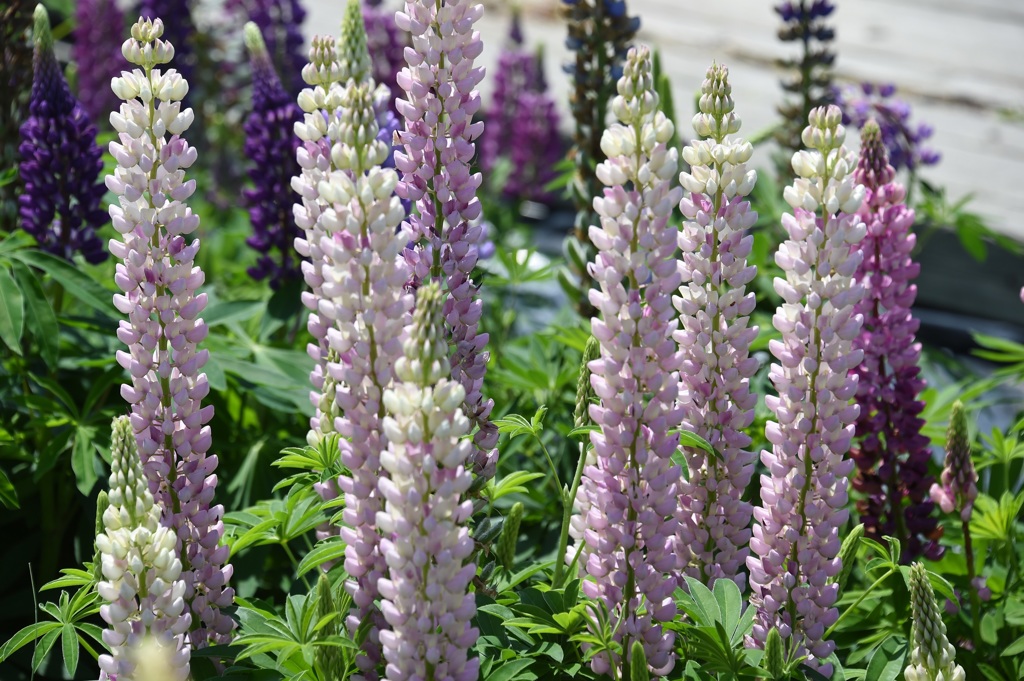 ﾙﾋﾟﾅｽ並木