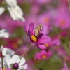 花乗りサーフィン