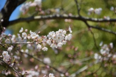 初桜　撮りました