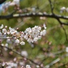 初桜　撮りました