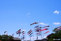 屋根より高い！