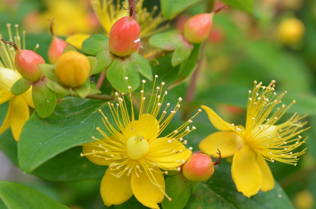 ﾋﾍﾞﾘｶﾑ２