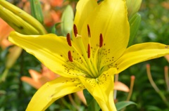 百合の花