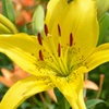 百合の花