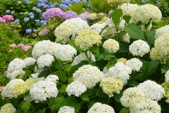 全長寺の紫陽花２