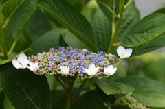 紫陽花咲き始め