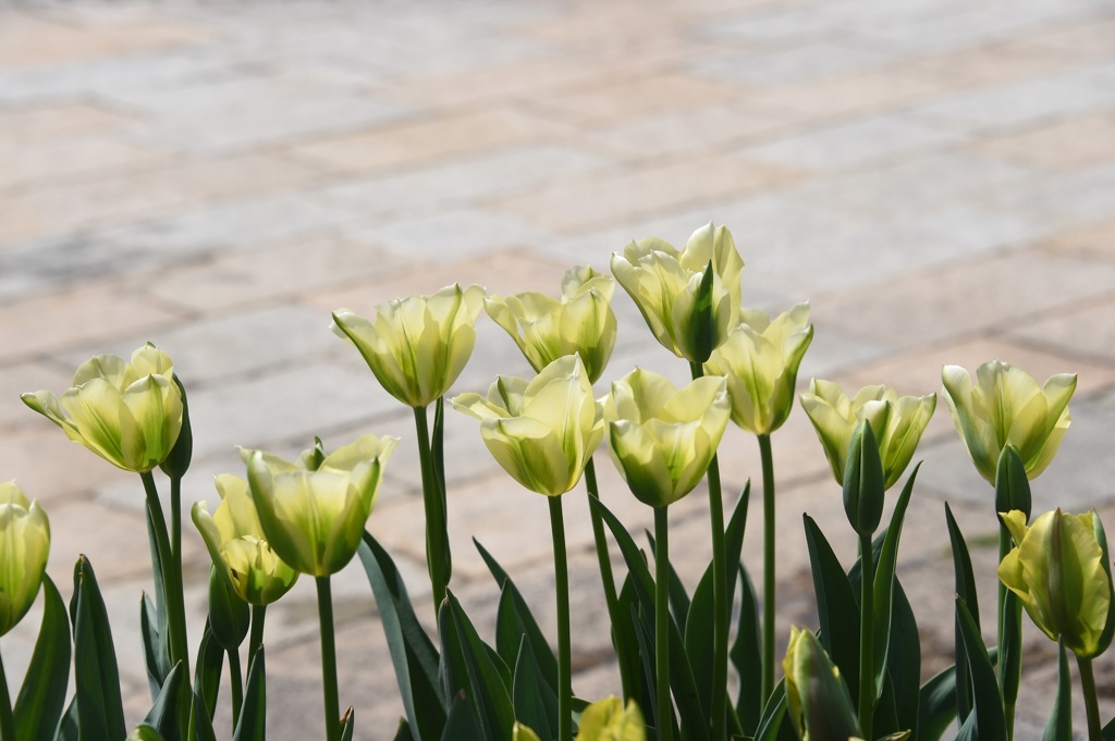 なんとなくｸﾘｽﾀﾙ