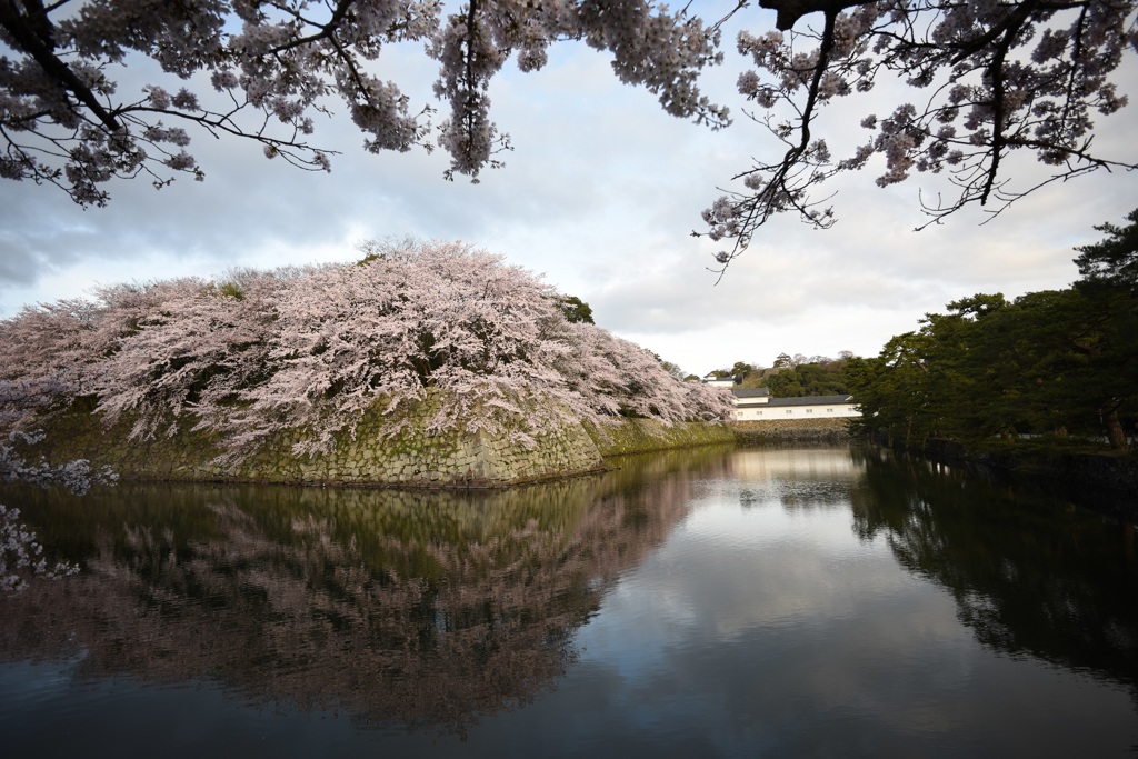 彦根城桜景1