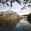 彦根城桜景1