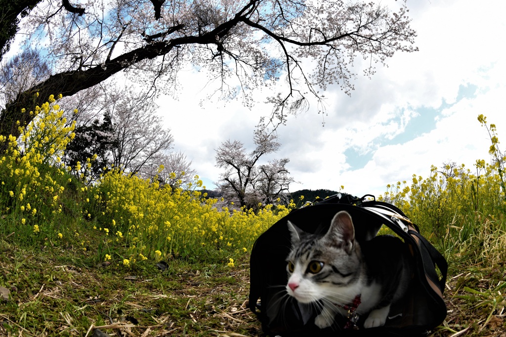 花見でもするかニャン！
