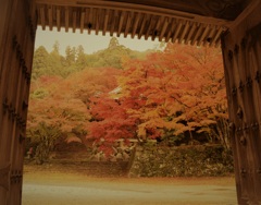 紅開く