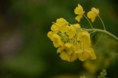 早咲き菜の花１