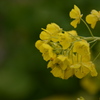 早咲き菜の花１