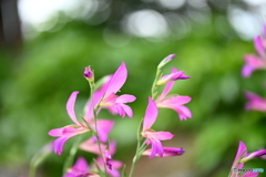 紫の風