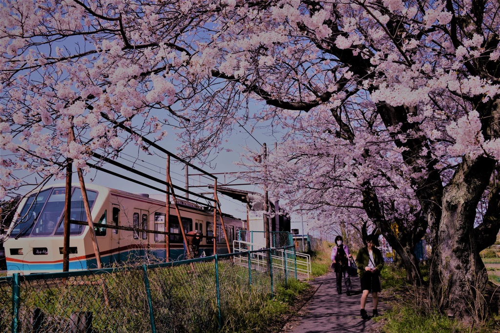 日常も今日は桜色