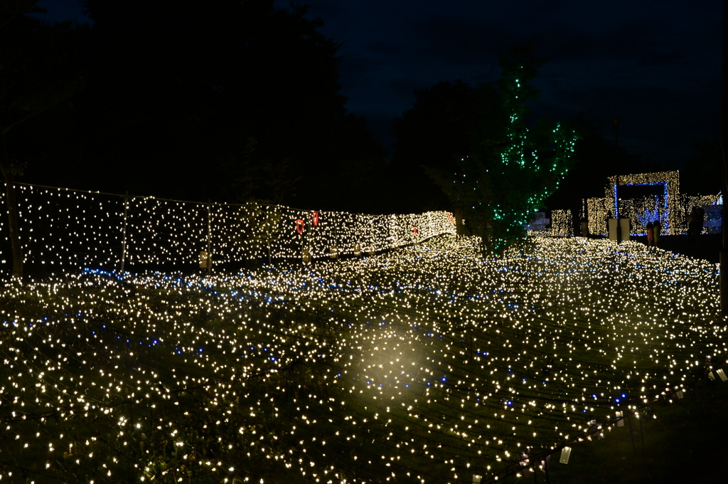 2014ｺﾄﾅﾘｴ２