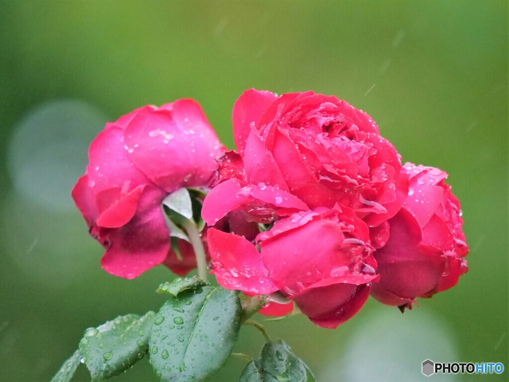 雨に濡れても・・・・