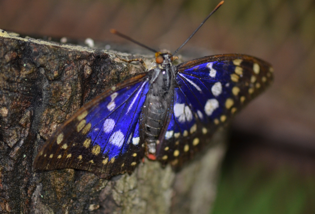 ｵｵﾑﾗｻｷ蝶４